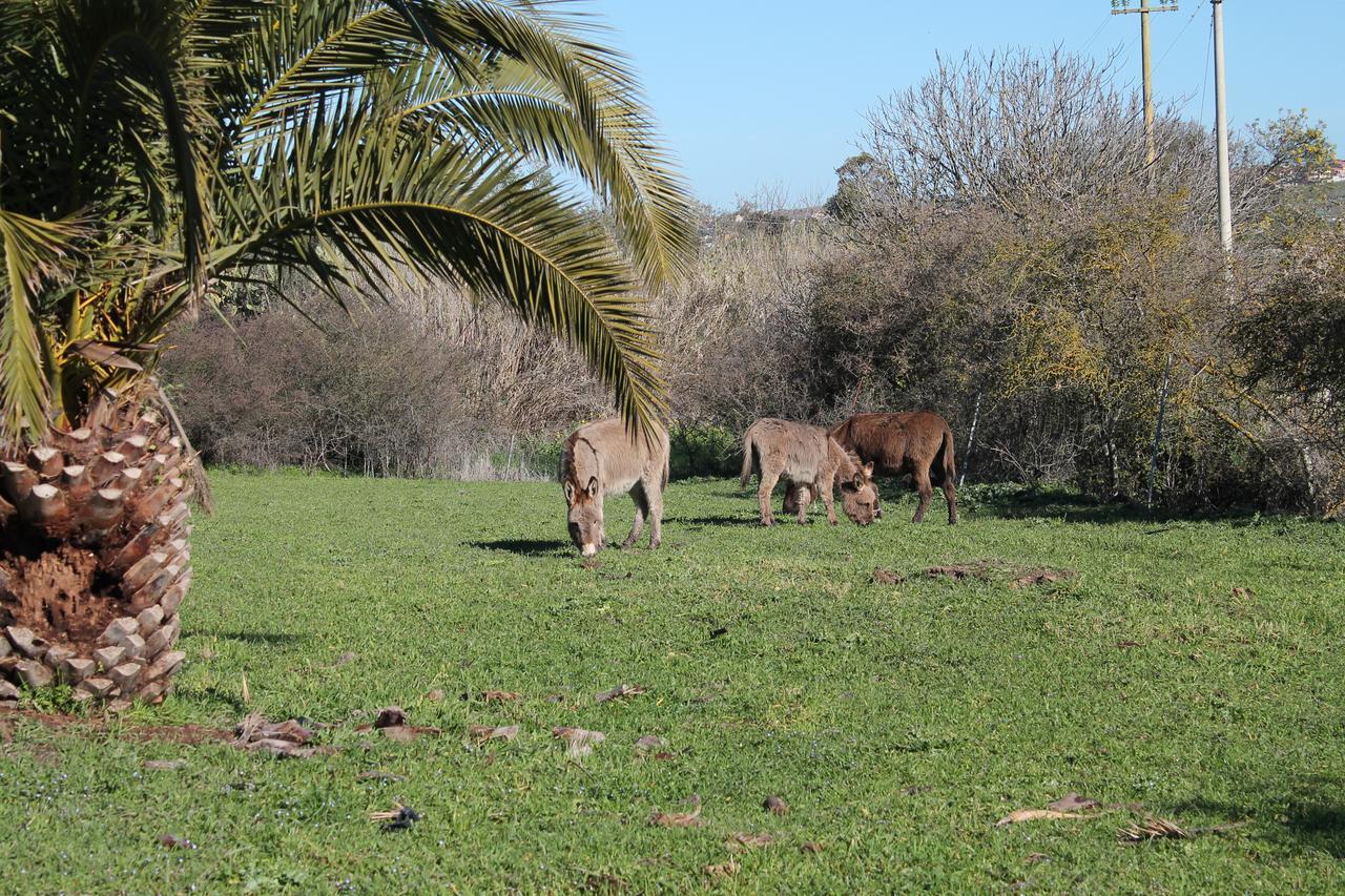 Agriturismo Su Recreu Ittiri Экстерьер фото